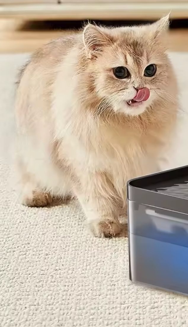 Cat next to the water fountain