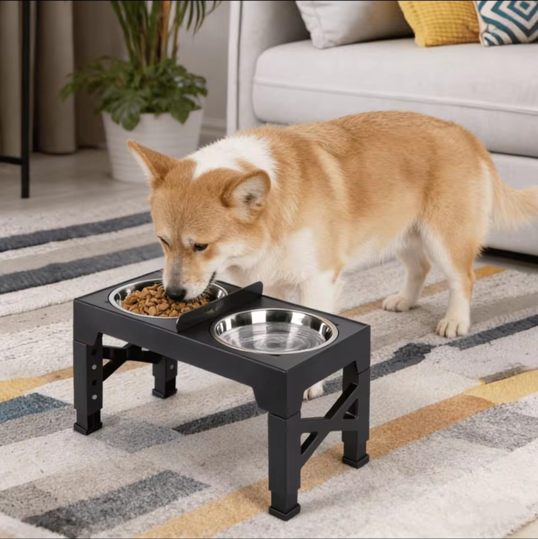 Dog eating from a raised bowl