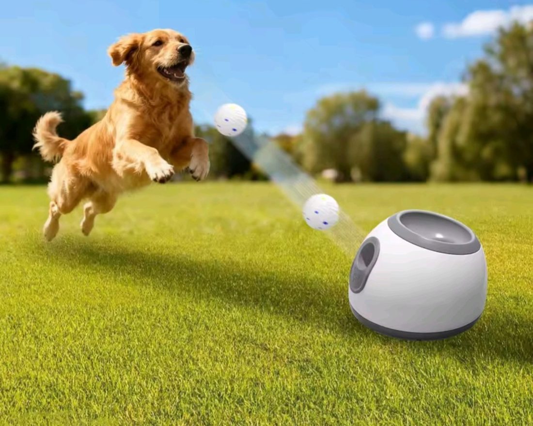 Dog jumping for a ball in a park